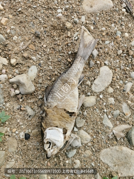 干魚干旱
