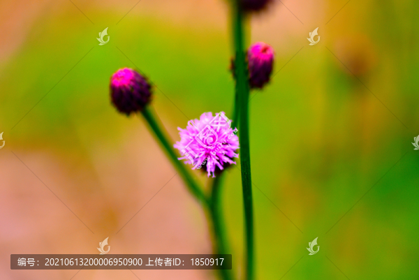 蒲公英