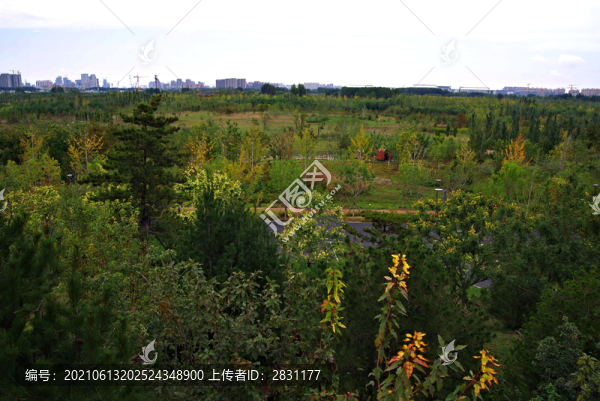 城市綠心森林公園