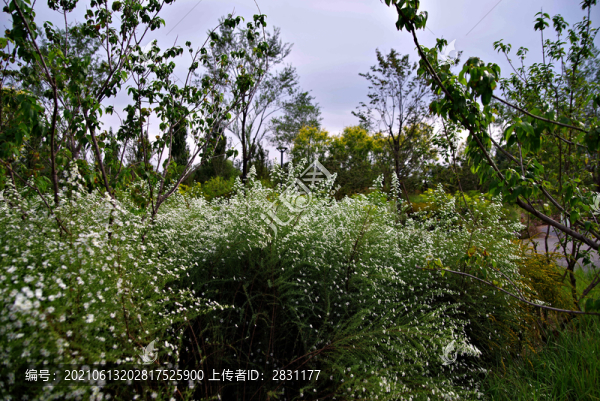 城市綠心森林公園