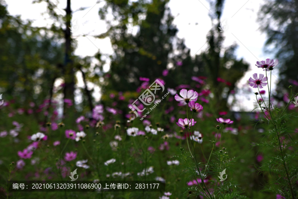 城市綠心森林公園