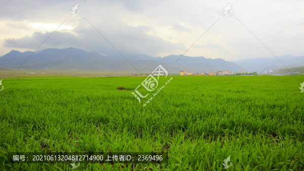農(nóng)田