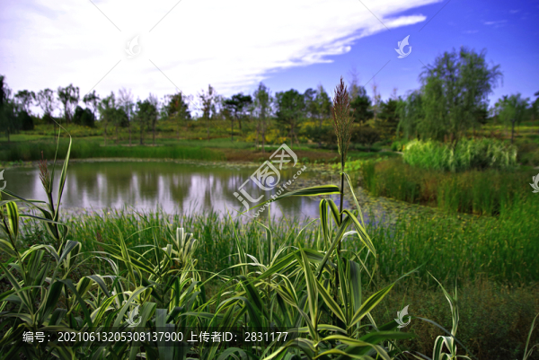 城市綠心森林公園