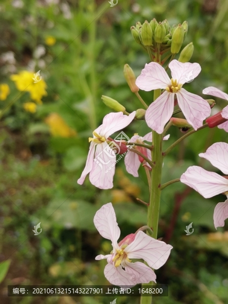 蘿卜花