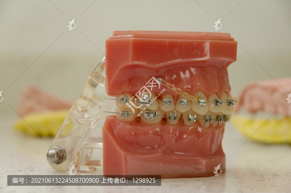 口腔科模型