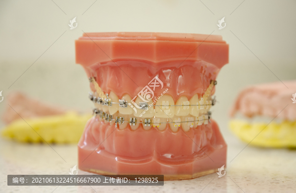 口腔科模型