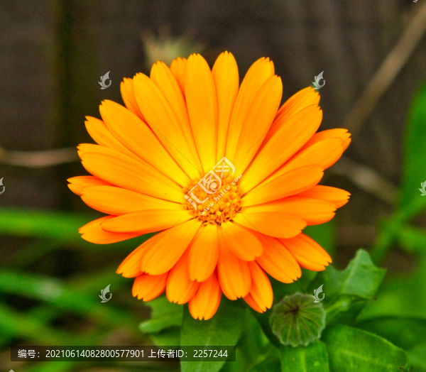 金盞花
