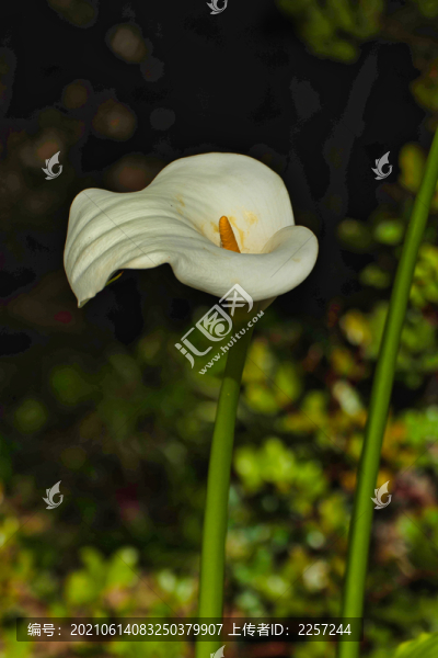 馬蹄蓮花