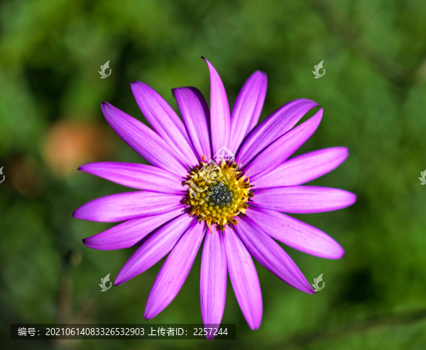 鵝河菊