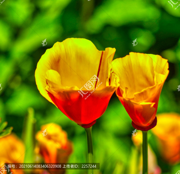 花菱草