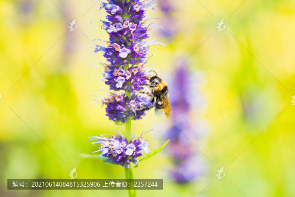 蜜蜂
