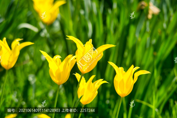 郁金香