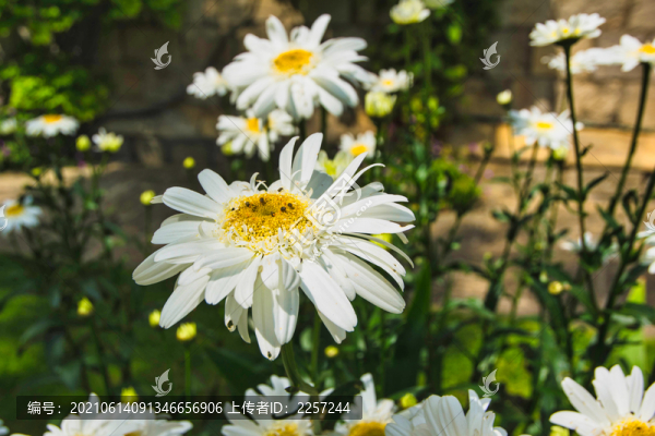 濱菊