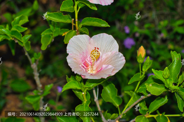 芙蓉葵