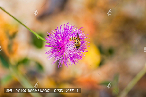 薊