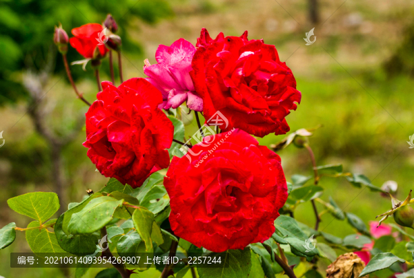 月季花