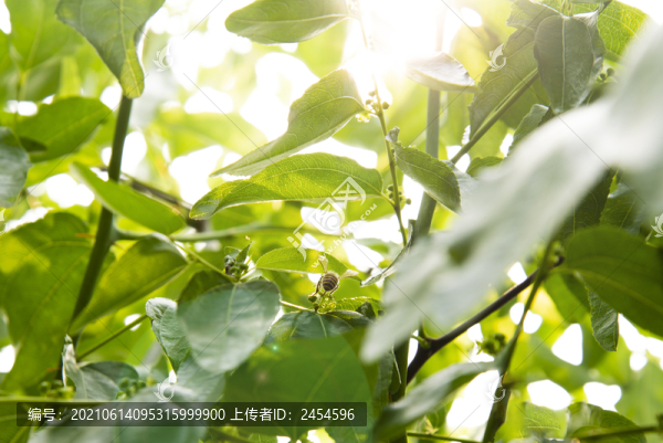 飛向光明的小蜜蜂
