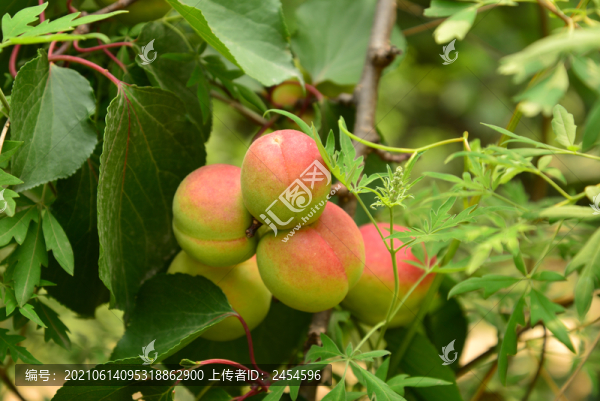 紅杏