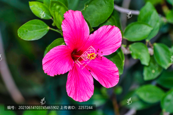 朱槿