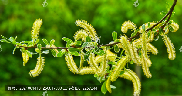 五蕊柳