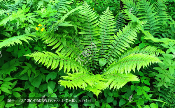 野菜