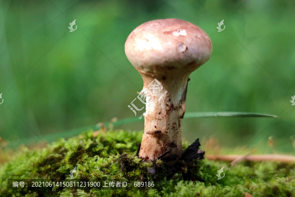 野生菌