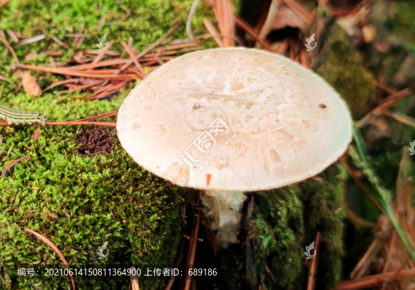 野生菌