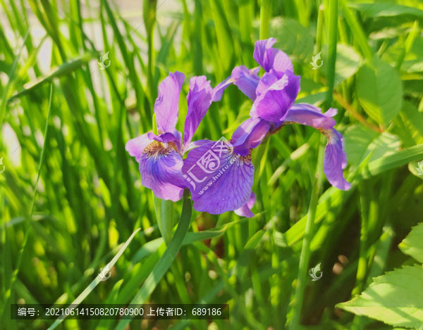 鳶尾花