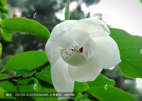 木蘭花