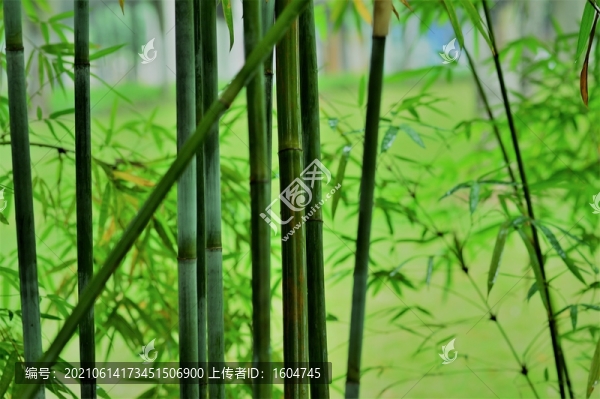 綠竹