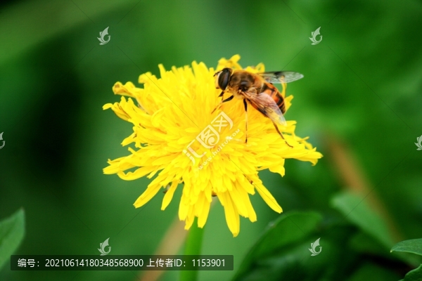 蒲公英