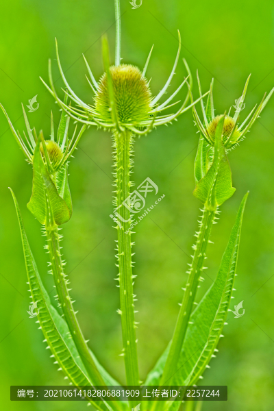 起絨草