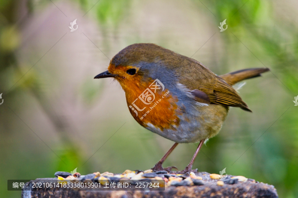 知更鳥