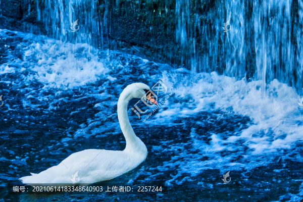 白天鵝