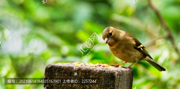 山麻雀
