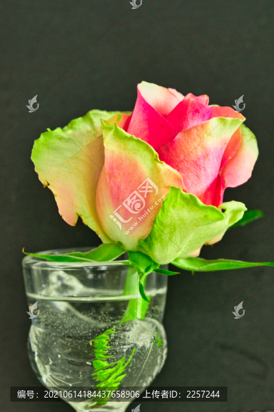 月季花
