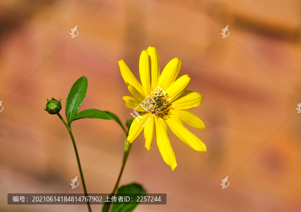 菊芋
