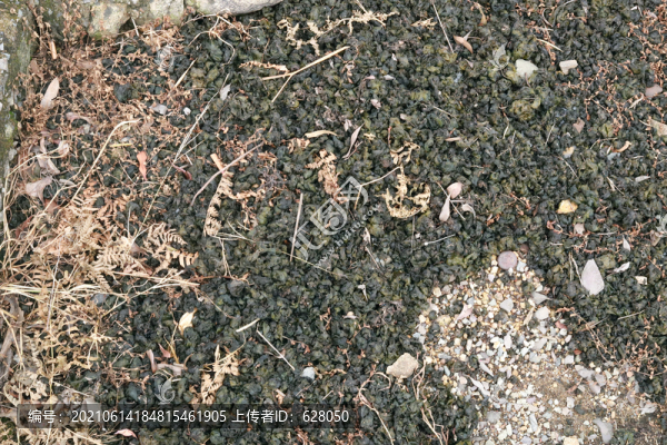 一大片地木耳