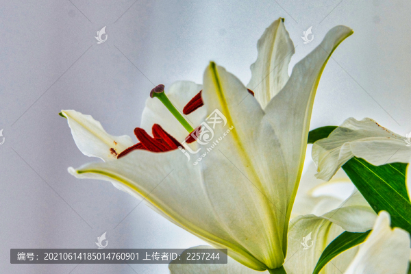 百合花