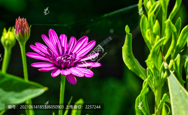 藍目菊