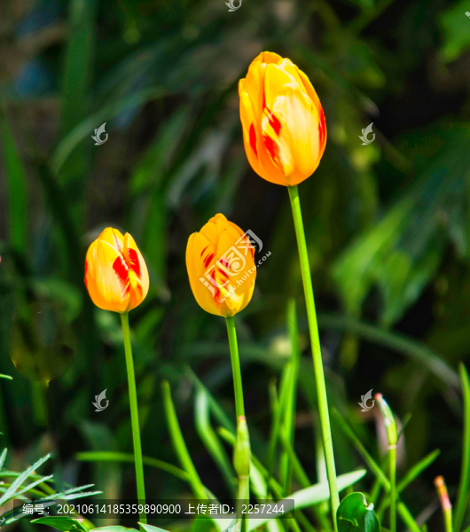 郁金香花