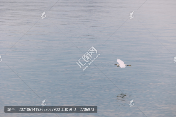 湖中白鷺