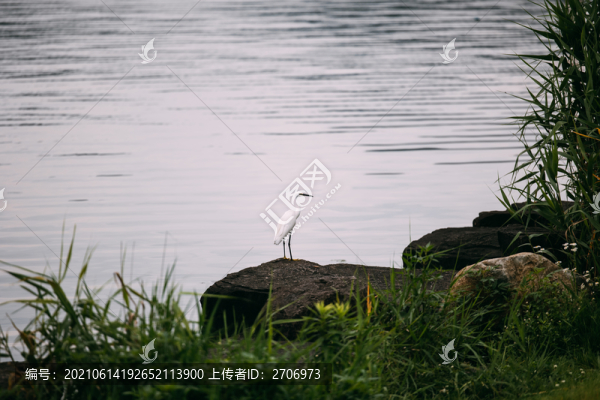 湖中白鷺