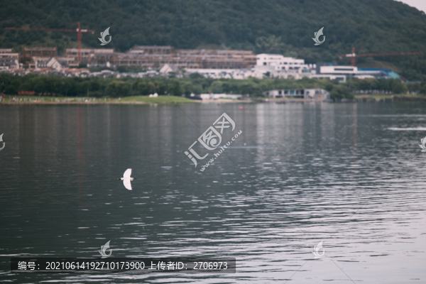 湖中白鷺