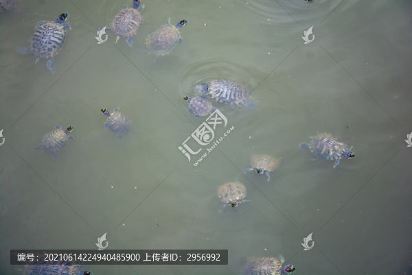 放生池