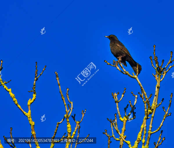 紫翅椋鳥(niǎo)