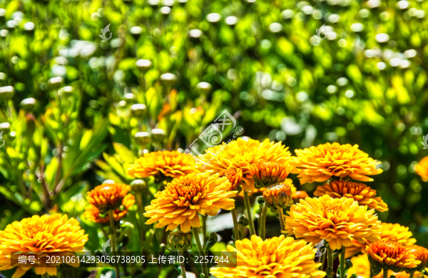 金盞花