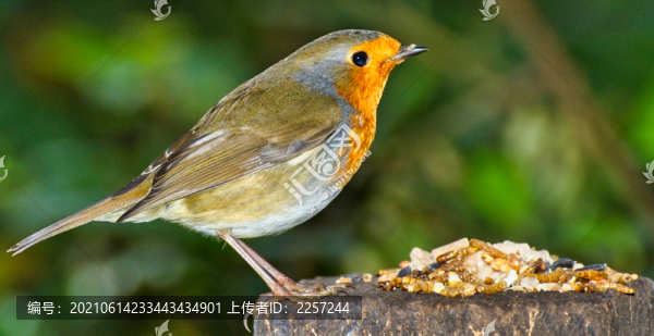 知更鳥