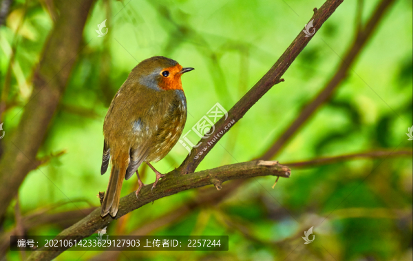 知更鳥