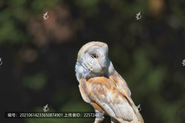 倉鸮